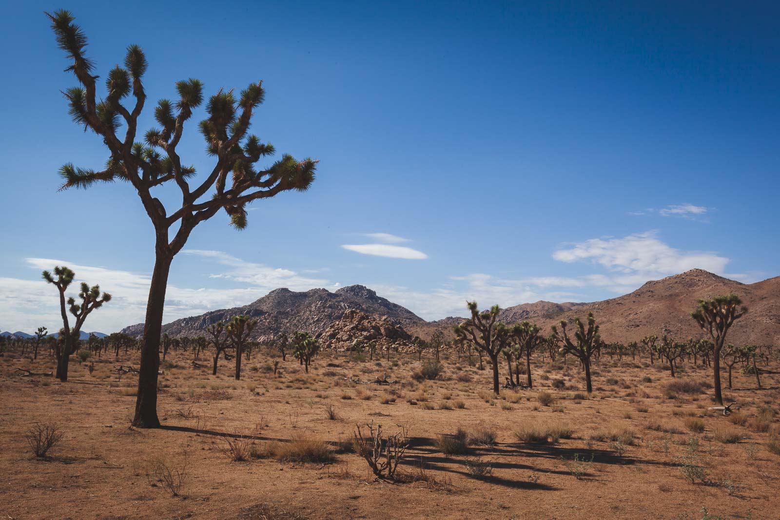 11 beste Wanderungen im Joshua Tree Nationalpark