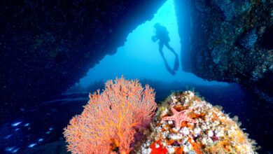 Scuba diver exploring a dive site in Jervis Bay.