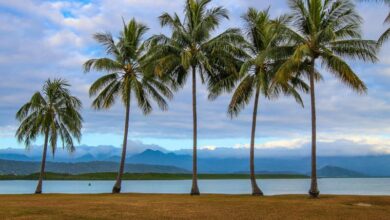 See the Palm trees at Rex Smeal Park - one of the best things to do in Port Douglas, Queensland, Australia