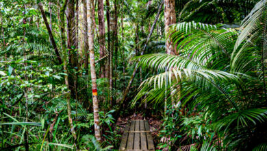 wooden path going through penang national park