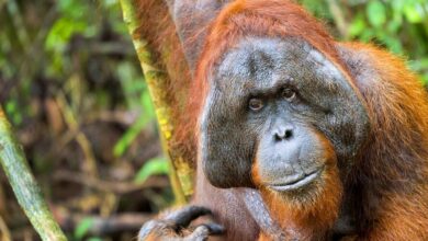 face of orangutan