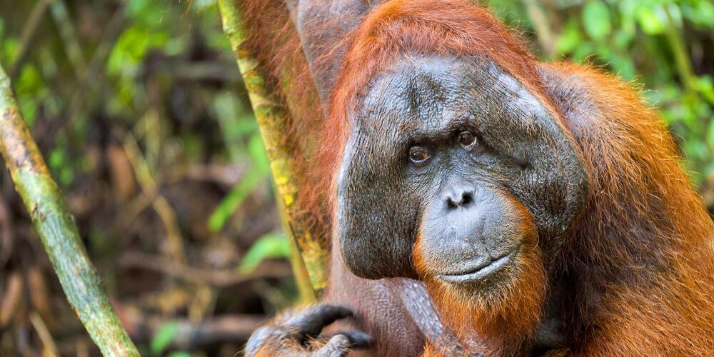 Ein Leitfaden zu den Orang-Utan-Heiligtümern in Borneo.