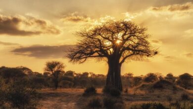 18 Amazing Things to do in Tanzania – Dream Trip