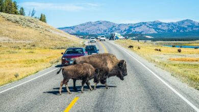Best things to do in Yellowstone National Park
