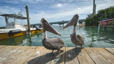 23 Interesting and Fun Facts About Florida