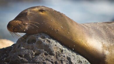 27 photos that will transport you to the Galápagos Islands