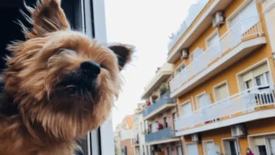 9 Mistakes to Avoid When Traveling with a Small Dog