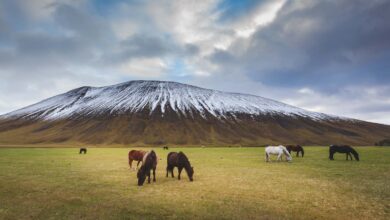Best of Iceland’s Ring Road – GLACIERS, VOLCANOES AND WATERFALLS
