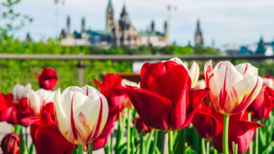 Blooming Marvels: The Canadian Tulip Festival in Ottawa