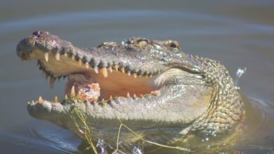 crocodile eating