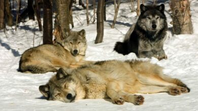 The Grey Wolf Sanctuary of Haliburton Forest