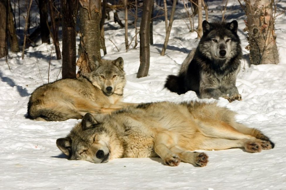 Das Grey Wolf Sanctuary im Haliburton Forest.