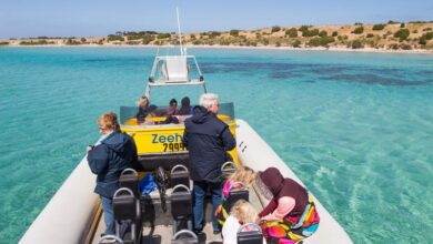 Marine Adventures Kangaroo Island is one of the best tours you can do on Kangaroo Island. You can swim with dolphins. Click to read more tips