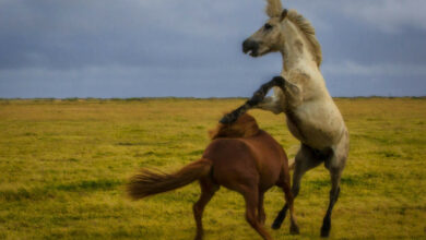 The Icelandic Horse – All you Need to Know About this Beautiful Breed