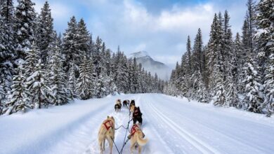 The Best place to go Dog Sledding in Banff National Park