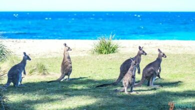 The Ultimate 2 Week South Coast NSW Road Trip Itinerary
