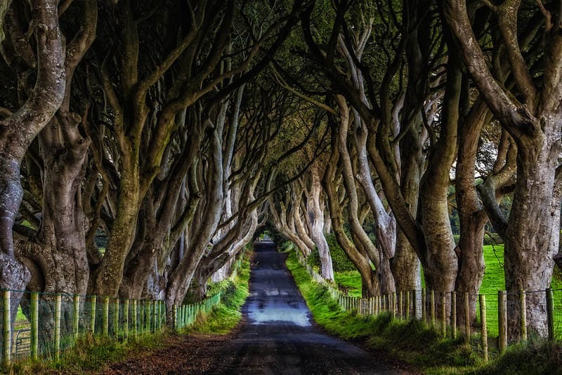 Die Dark Hedges in Nordirland – Tipps für einen Besuch und was du wissen musst.