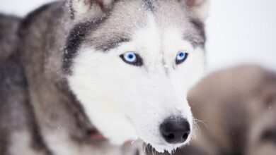 The Misconceptions of Dogsledding