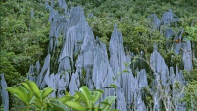 The Pinnacles of Borneo – Amazing Wonder of Gunung Mulu