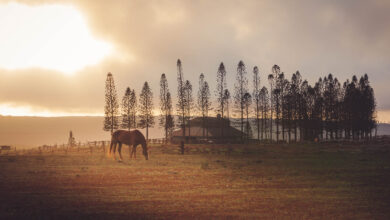 The Most Amazing Facts About Hawaii