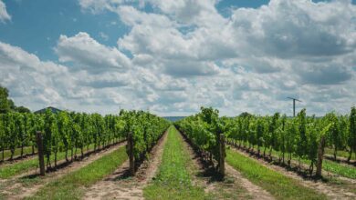 Things to do in Prince Edward County, Ontario