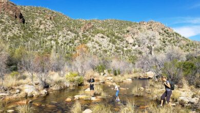 Sabino Canyon Tucson