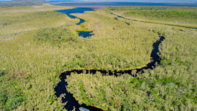 aerial view of the everglades