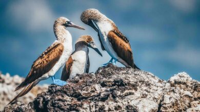 Unique Galapagos Islands Animals in Photos