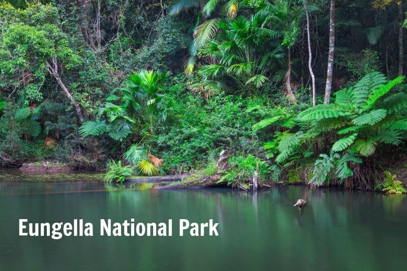 Eungella Nationalpark – der beste Ort in Australien, um wilde Schnabeltiere zu sehen.