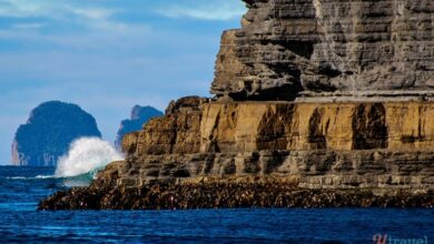 Guide To Tasman Island Cruises, Explore South East Tasmanian Coastline