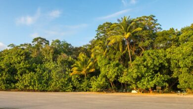 daintree rainforest on the edge of the beach