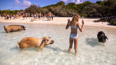 Pig swimming at the beach