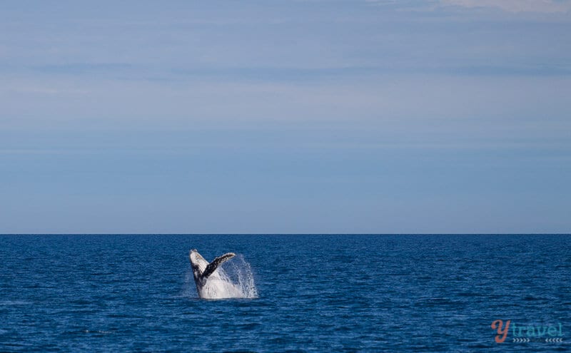 Leitfaden zum Walbeobachten in Hervey Bay, Australien