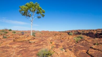 tree in a canyon