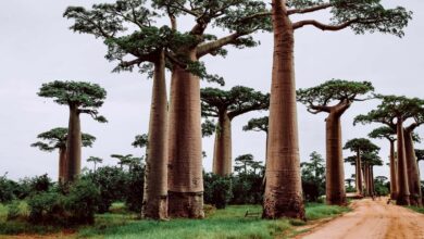 Madagascar Travel Guide