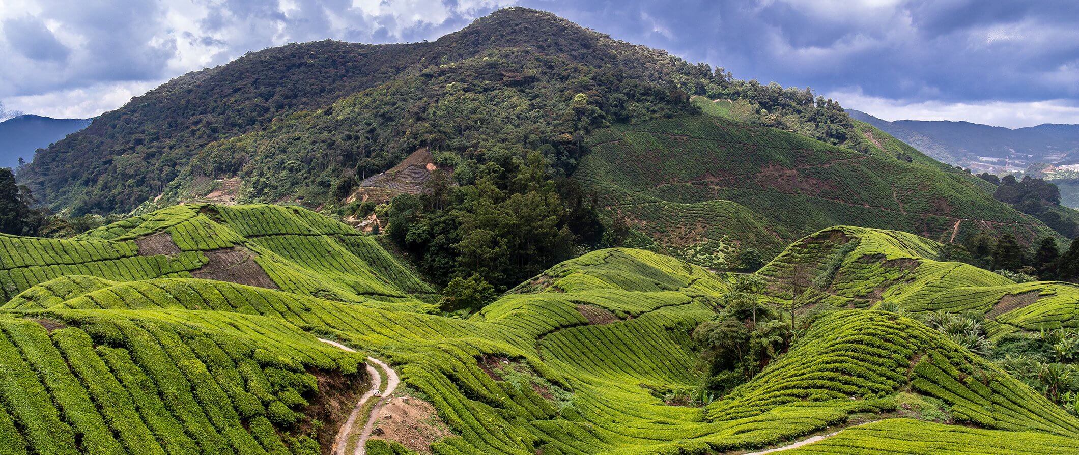 Reiseführer für die Cameron Highlands