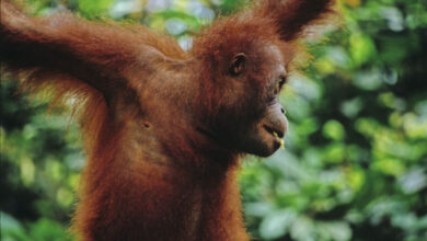 Great Things to do in Borneo – Malaysia’s Wild Jungle Island