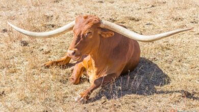 Who knew? Texas Longhorns in Australia – cool Townsville attraction