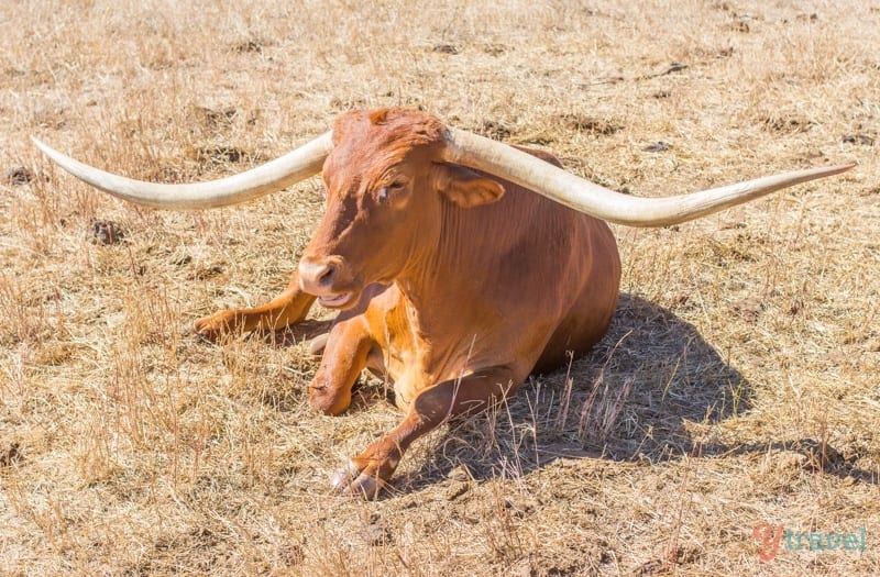 Wer hätte das gedacht? Texas Longhorns in Australien – coole Attraktion in Townsville.