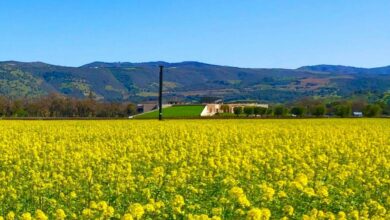 How to Visit Napa Valley on a Budget – Places to Stay, Eat, and Drink Wine