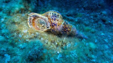 Triton Snail Hero Image