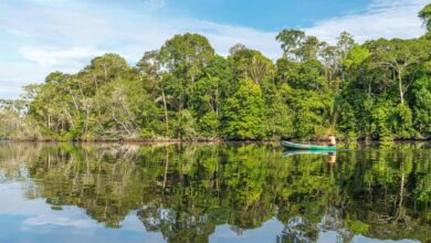 How to Visit the Amazon Rainforest in Bolivia