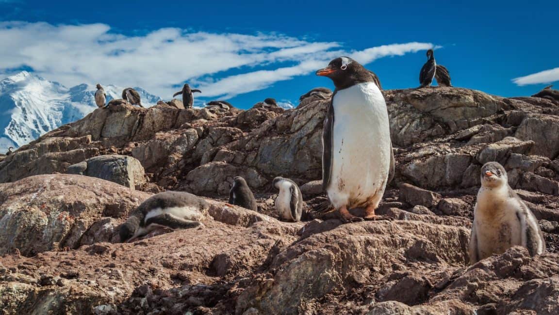 Wie man für eine Antarktis-Kreuzfahrt packt