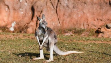 red kangaroo standing next to uluru