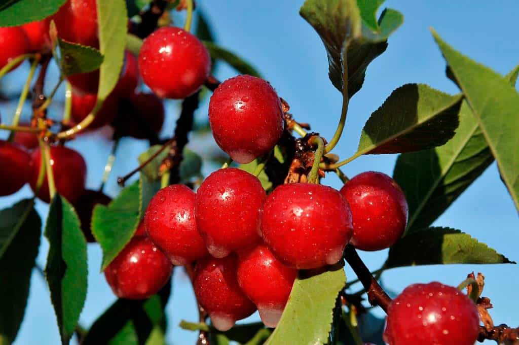 Beste Reisesnacks – Tipps für eine gesunde Ernährung während des Fluges