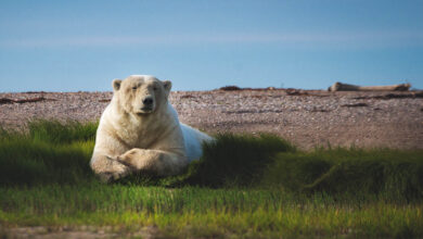 Things to do in Churchill Manitoba – Land of the Polar Bears