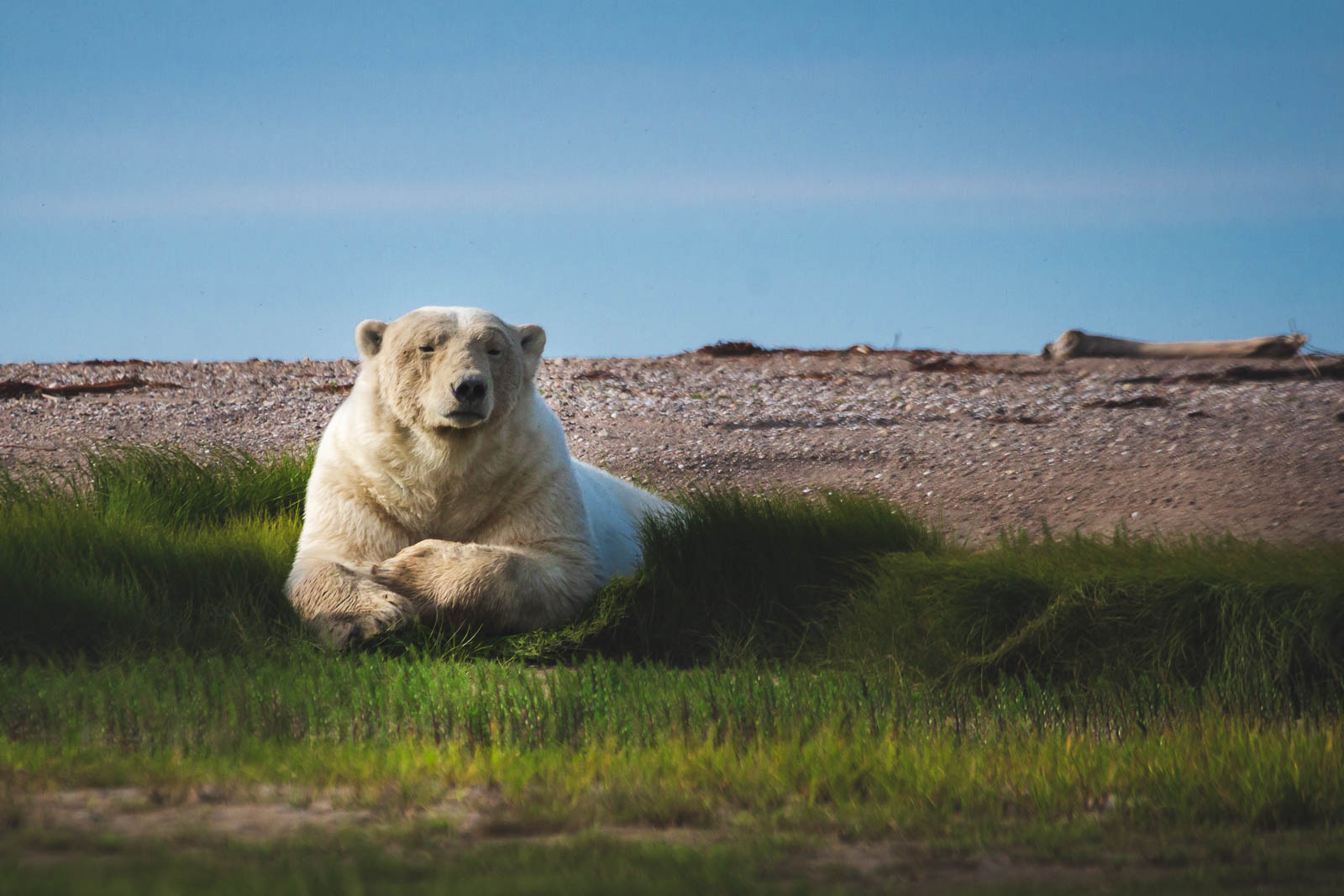 Dinge, die man in Churchill, Manitoba tun kann – Land der Eisbären